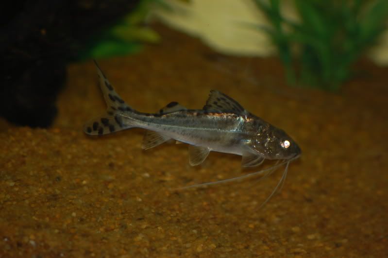 Pim Pictus Catfish