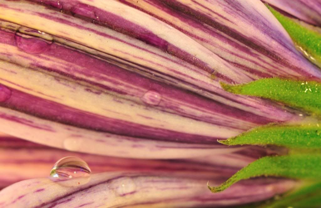 dropletflower.jpg