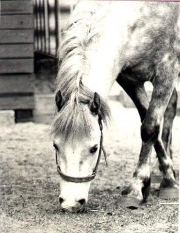 Heidi