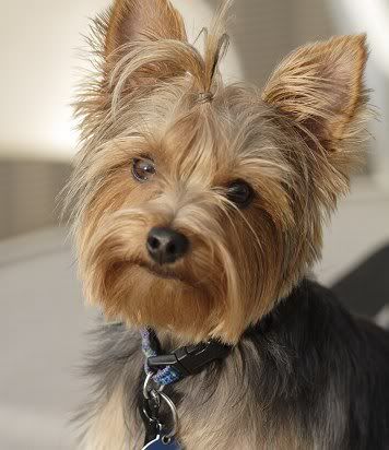 yorkie.jpg