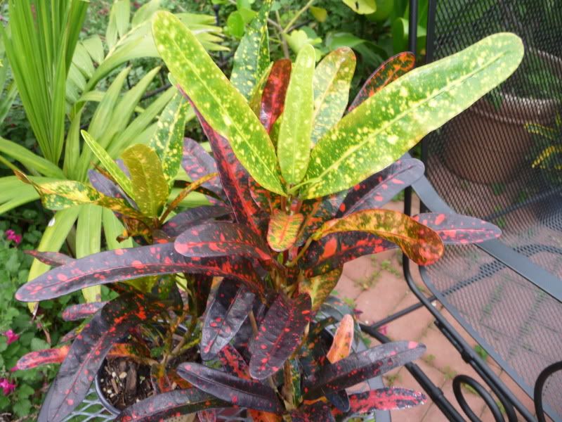 My Croton collection up north | TropiScape.com/Palmpedia