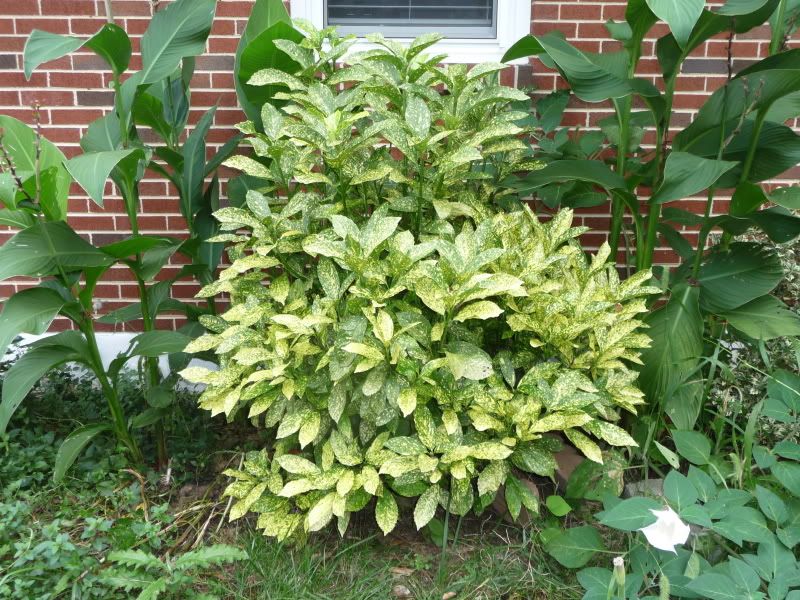 My Croton collection up north