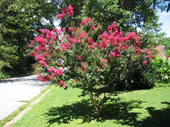 The Hummingbird Forum Does anyone grow Crape Myrtle trees?