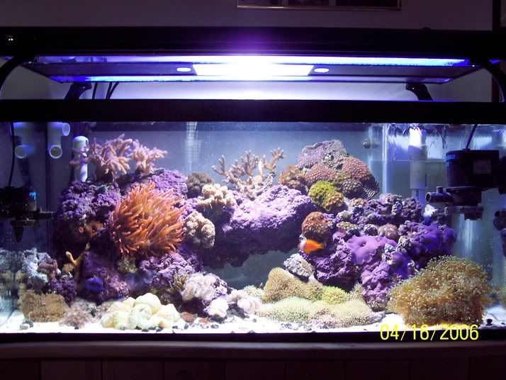 New 40 breeder Reef!!! The Reef Tank