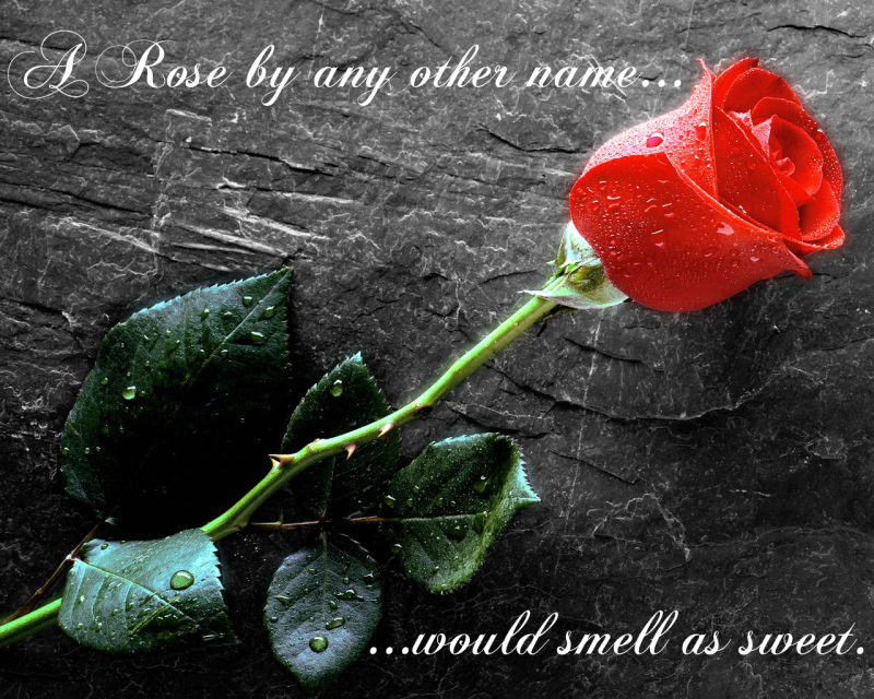 bw_RedRose_smaller.png