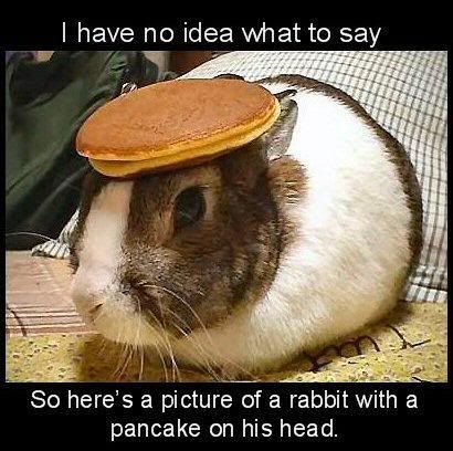 rabbit_pancake.jpg
