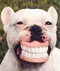smilingdog.jpg