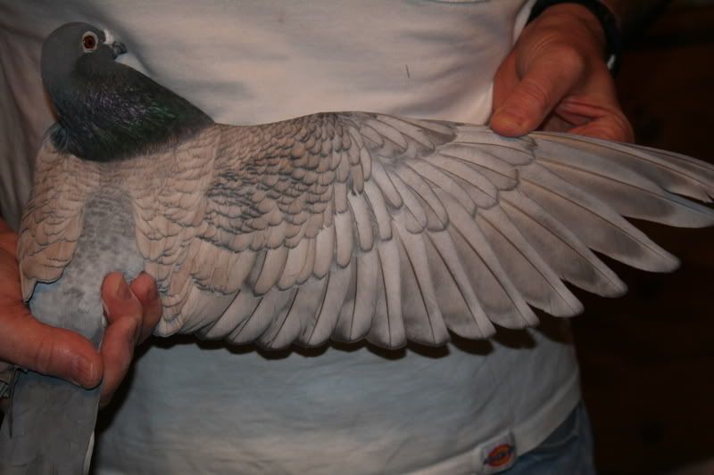 My favourite colour T Pattern Blue Dominant Opal