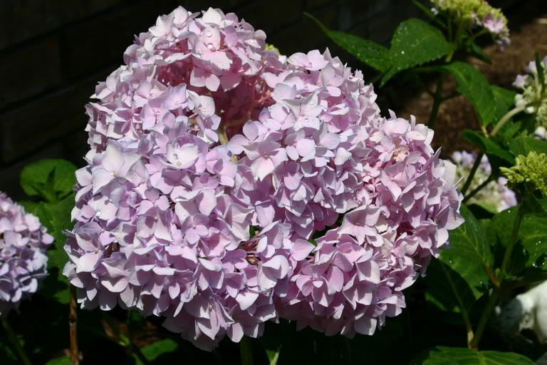 Image hosted by Photobucket.com