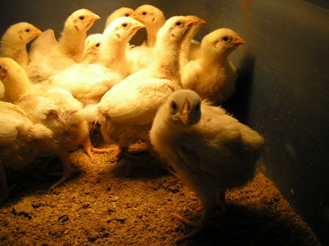 chicks0528123.jpg