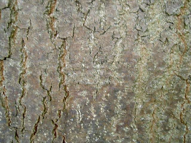 http://i23.photobucket.com/albums/b358/lordellpus/PICT7500.jpg