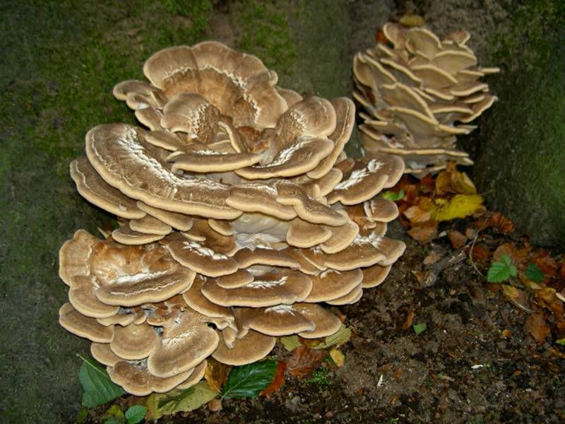 http://i23.photobucket.com/albums/b358/lordellpus/funghi.jpg