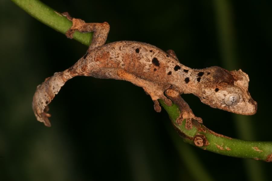 uroplatus_guentheriIMG_2261.jpg
