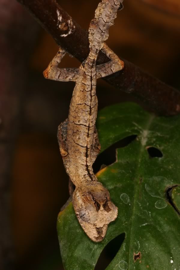 uroplatus_guentheriIMG_2266.jpg