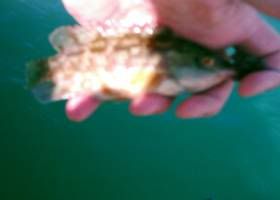 Photobucket - Video and Image Hosting