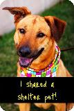 I shared a shelter pet!