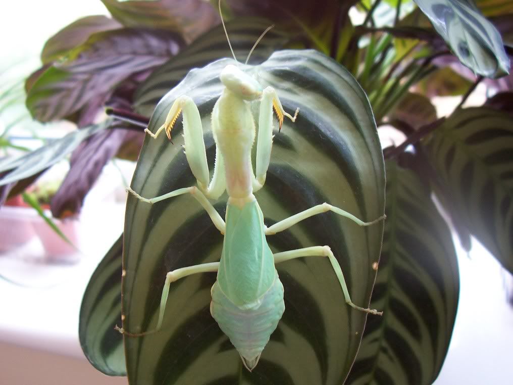 Wide Armed Mantis