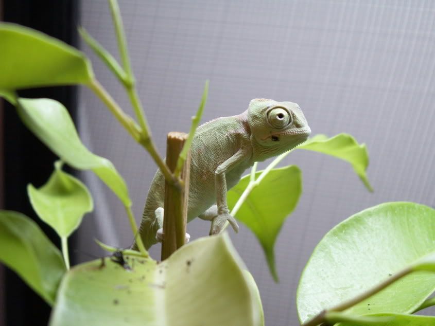 Chamaeleo Calyptratus (Yemen/Veiled Chameleon) - Insectchat :: Insect discussion forums. Talk about mantids, stick insects, beetles, snails, tarantulas,