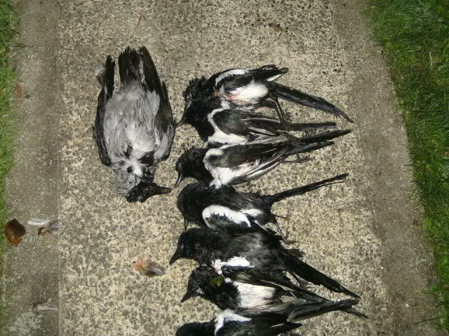 magpies.jpg