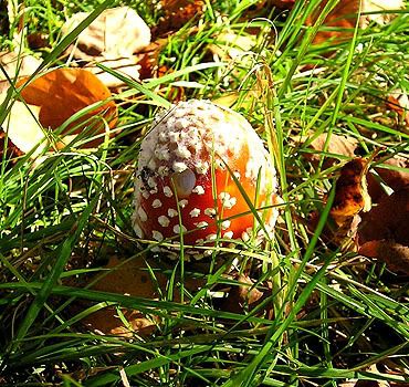 Klik op de afbeelding om de link te volgen