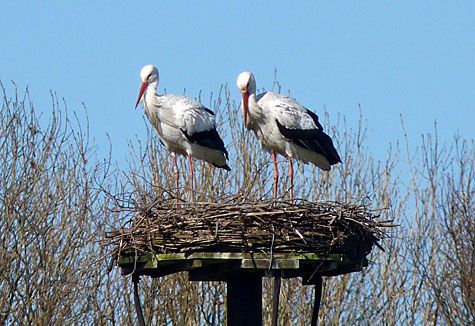 ooievaarskoppel op paal
