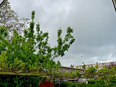 vogels vluchten weg voor hagelbui