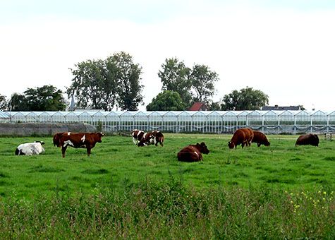 grazende koeien