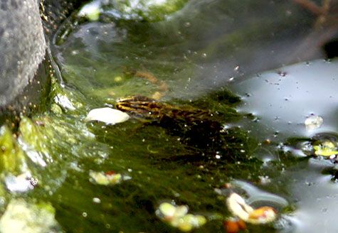 salamander