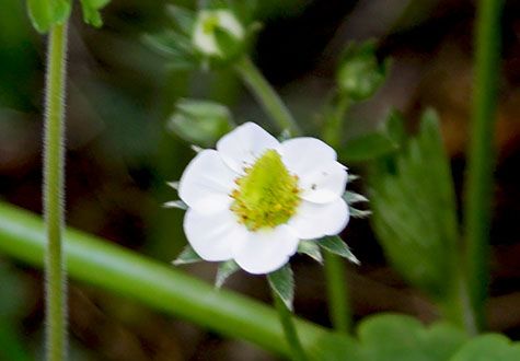 aardbei