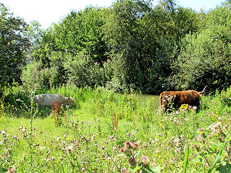 Schotse Hooglanders
