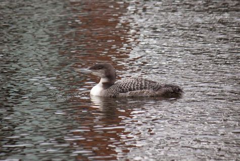 IJsduiker