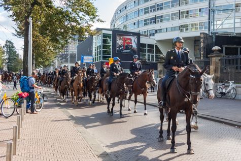 Paarden