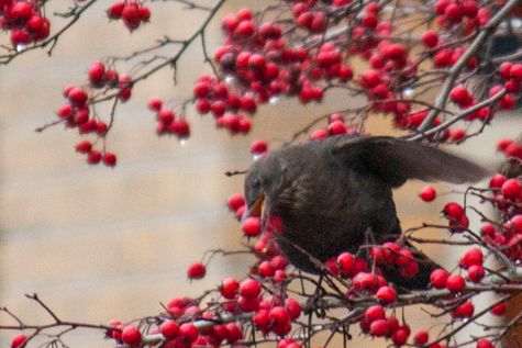 pestvogel