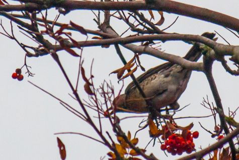 pestvogel