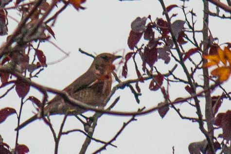 pestvogel