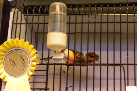 vogeltentoonstelling