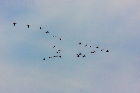 kikkers