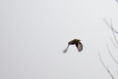 pestvogel