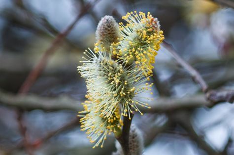 lente is begonnen