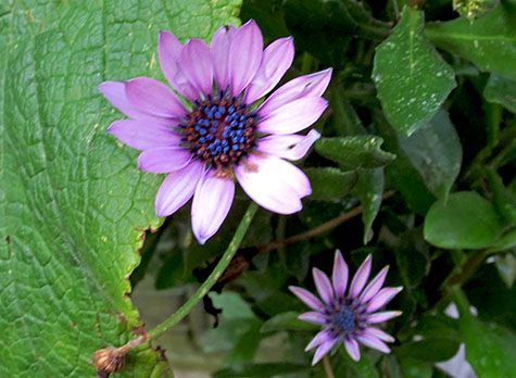warmste decembermaand ooit