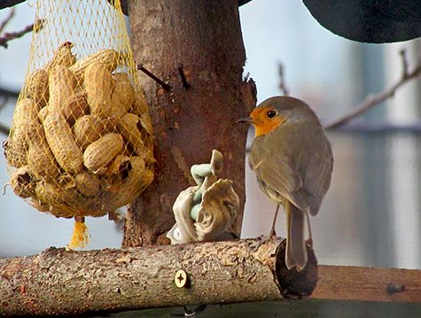 roodborst