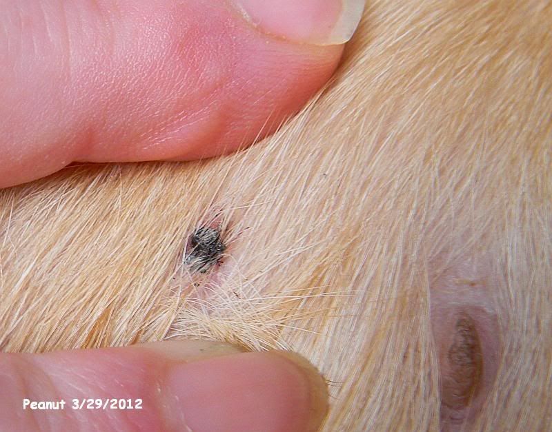 why-are-there-black-scabs-on-my-dog