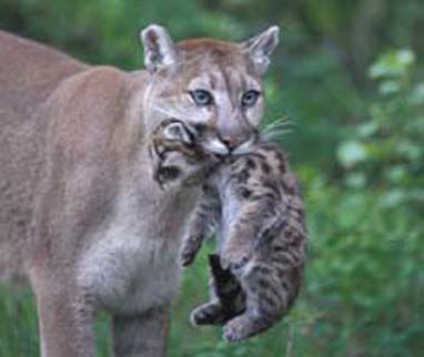CougarKit