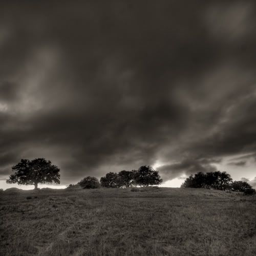 IMAGE: http://i23.photobucket.com/albums/b364/dietcookie/julian-trees-burn-no-dodge.jpg