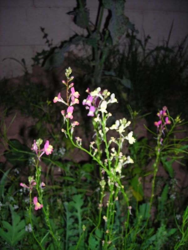 Pinkish Red Flowers