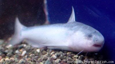 white catfish