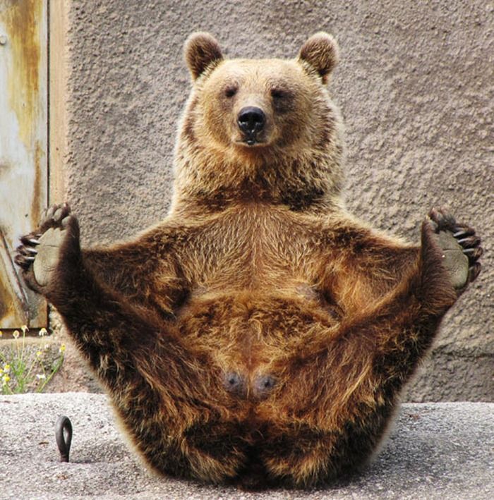Bear-doing-yoga_zps17dc3848.jpg