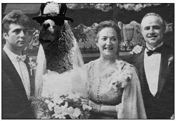 Robbo The LLama Butcher's Wedding Day