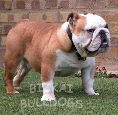 Biggest Bulldog