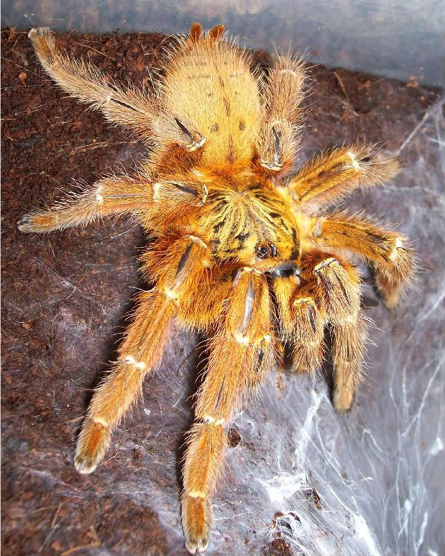 Orange Baboon Spider